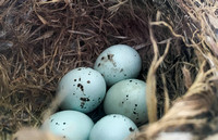 Finches - new born in nest